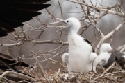 Great Frigatebird chick (Fregata minor)