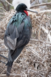 Great Frigatebird (Fregata minor)