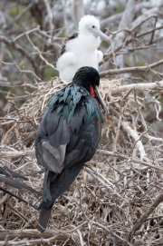 Great Frigatebird (Fregata minor)