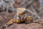 Galapagos Land Iguana (Conolophus subcristatus)