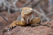 Galapagos Land Iguana (Conolophus subcristatus)