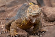 Galapagos Land Iguana (Conolophus subcristatus)
