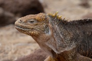 Galapagos Land Iguana (Conolophus subcristatus)