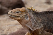 Galapagos Land Iguana (Conolophus subcristatus)