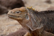 Galapagos Land Iguana (Conolophus subcristatus)