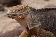 Galapagos Land Iguana (Conolophus subcristatus)