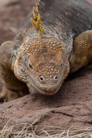 Galapagos Land Iguana (Conolophus subcristatus)