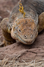 Galapagos Land Iguana (Conolophus subcristatus)