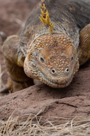 Galapagos Land Iguana (Conolophus subcristatus)