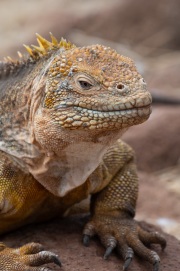 Galapagos Land Iguana (Conolophus subcristatus)