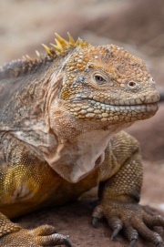 Galapagos Land Iguana (Conolophus subcristatus)