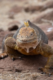 Galapagos Land Iguana (Conolophus subcristatus)