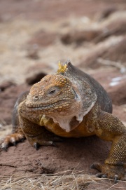 Galapagos Land Iguana (Conolophus subcristatus)