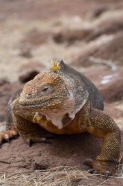 Galapagos Land Iguana (Conolophus subcristatus)