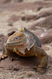 Galapagos Land Iguana (Conolophus subcristatus)