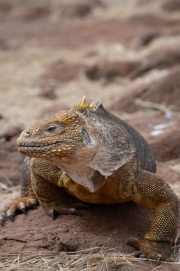 Galapagos Land Iguana (Conolophus subcristatus)