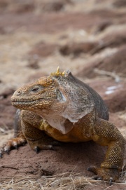 Galapagos Land Iguana (Conolophus subcristatus)