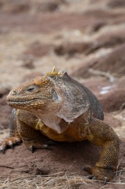 Galapagos Land Iguana (Conolophus subcristatus)