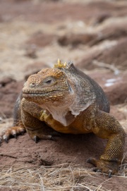 Galapagos Land Iguana (Conolophus subcristatus)