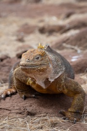 Galapagos Land Iguana (Conolophus subcristatus)