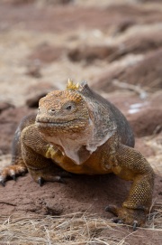 Galapagos Land Iguana (Conolophus subcristatus)