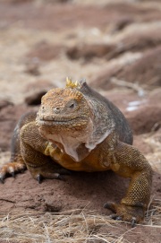 Galapagos Land Iguana (Conolophus subcristatus)