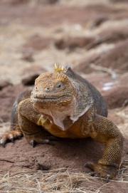 Galapagos Land Iguana (Conolophus subcristatus)