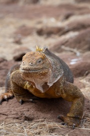 Galapagos Land Iguana (Conolophus subcristatus)