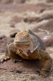 Galapagos Land Iguana (Conolophus subcristatus)