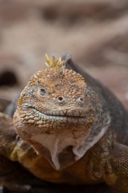 Galapagos Land Iguana (Conolophus subcristatus)