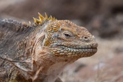 Galapagos Land Iguana (Conolophus subcristatus)