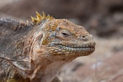 Galapagos Land Iguana (Conolophus subcristatus)
