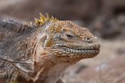 Galapagos Land Iguana (Conolophus subcristatus)