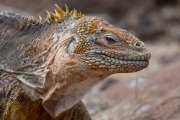 Galapagos Land Iguana (Conolophus subcristatus)