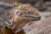 Galapagos Land Iguana (Conolophus subcristatus)