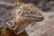 Galapagos Land Iguana (Conolophus subcristatus)