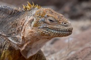 Galapagos Land Iguana (Conolophus subcristatus)