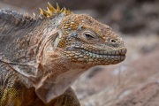 Galapagos Land Iguana (Conolophus subcristatus)