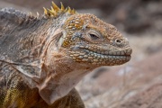 Galapagos Land Iguana (Conolophus subcristatus)
