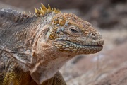 Galapagos Land Iguana (Conolophus subcristatus)