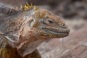 Galapagos Land Iguana (Conolophus subcristatus)