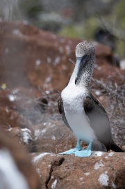 Blue-footed Booby (Sula neboixii)