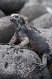 Galapagos Marine Iguana (Amblyrhynchus cristatus)