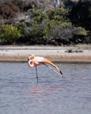 American Flamingo (Phoenicopterus ruber)