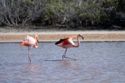 American Flamingo (Phoenicopterus ruber)