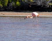 American Flamingo (Phoenicopterus ruber)