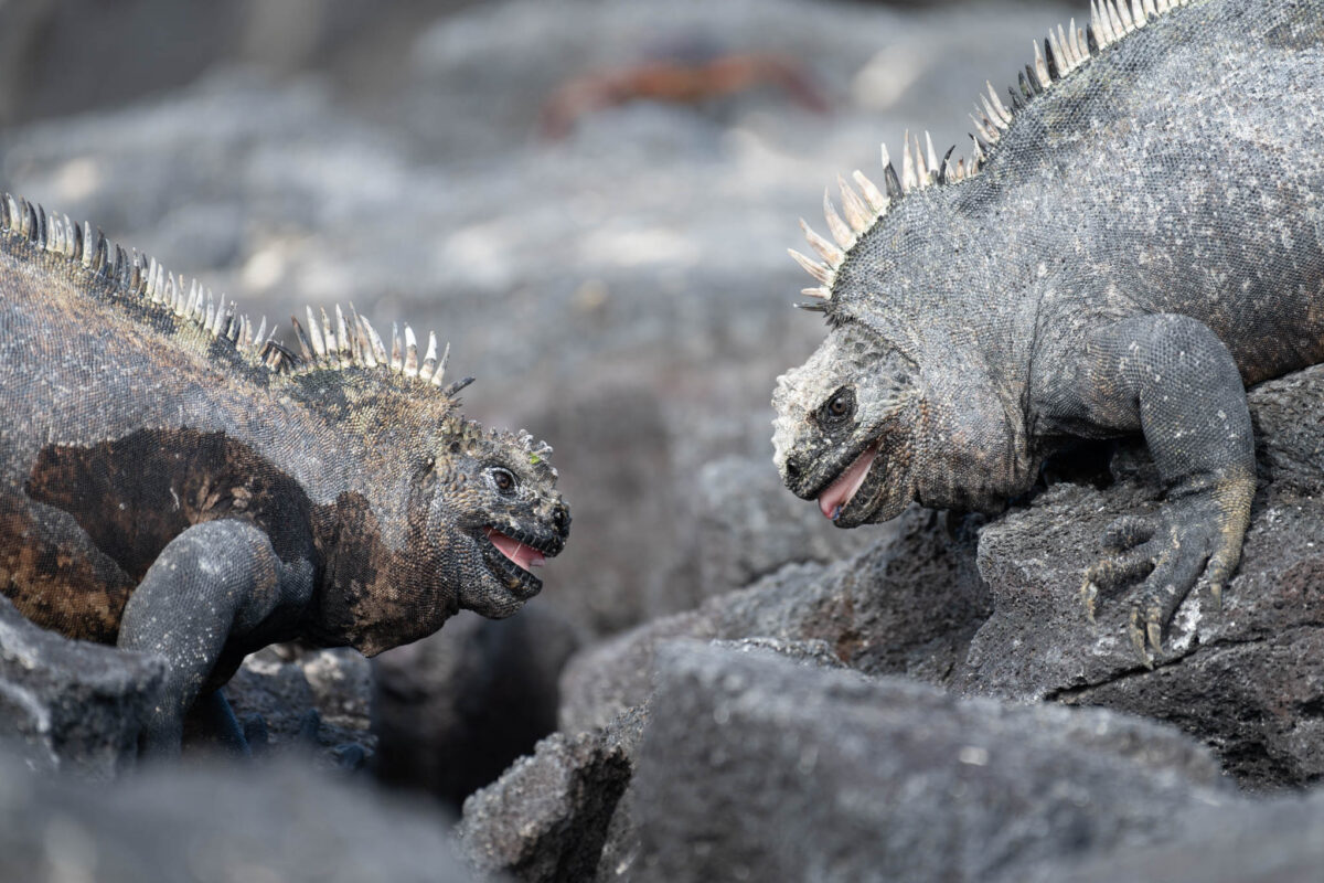 Galápagos notes and a little equipment talk