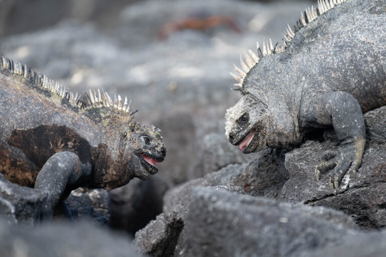 Galápagos notes and a little equipment talk