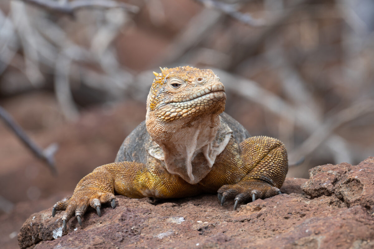 Galápagos 2021 Part 5